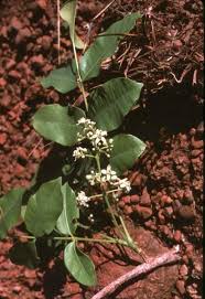 Image result for Ekebergia