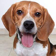 We provide a haven for those dogs and Pin On Dogs For Adoption