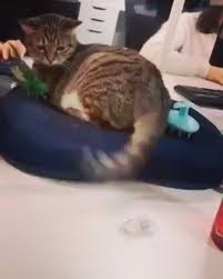 Kesi Stres Carki Cute Funny Animals Funny Animals Funny Animal Pictures
