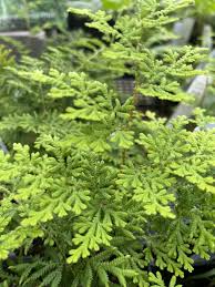 Image result for Selaginella dregei