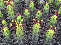 Image result for Euphorbia espinosa