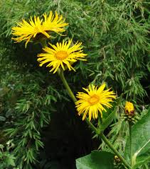 Image result for Inula mannii