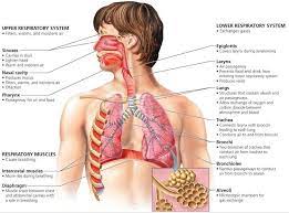 Respiratory System Respiratory System Respiratory System Anatomy Human Respiratory System