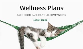 Maybe you would like to learn more about one of these? Welcome To All Creatures Veterinary Hospital Gp Specialty Emergency Veterinarians