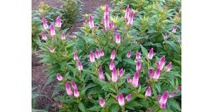 Image result for Celosia elegantissima