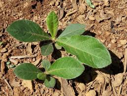 Image result for Elephantopus