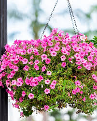 Fill your hanging flower baskets with the right plants and watch butterflies and hummingbirds flock to your garden or patio. 20 Best Hanging Plants Easy Plants For Hanging Baskets