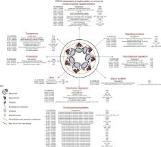 The fins of pteropods are now interpreted as the expanded lateral margins of the foot, termed parapodia, not homologous with the siphonof cephalopods which is formed from epipodia. Phosphoproteomics Reveals Malaria Parasite Protein Kinase G As A Signalling Hub Regulating Egress And Invasion Nature Communications
