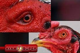 Ciri Ciri Mata Ayam Bangkok Super Jawara Laga