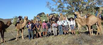 Biggest camels wholesale suppliers in lebanon. Remote Northern Flinders Camel Trek