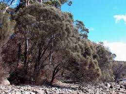 Image result for Casuarina verticillata
