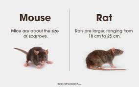 Differentiate Between Mouse Rat Interesting English Words English Idioms Good Vocabulary Words
