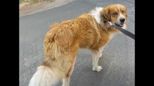 Great bernese (great pyrenees x bernese mountain dog). 100lb Dog Running In Slow Motion Bernese Mountain Dog Great Pyrenees Mix Hd Youtube