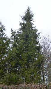 Image result for Cupressaceae