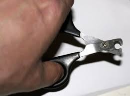 Cats don't like their nails trimmed. Best Way How To Trim Cat Claws Fairmount Pet Service