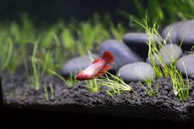 Imported from thailand please visit the prism bettas home page for live arrival guarantee and shipping date. 10 Gallon Betta Sorority Tank The Planted Tank Forum