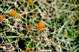 Image result for Helichrysum aureum