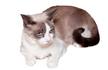 Snowshoe Cat Breed Information - GoKitty