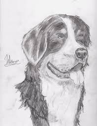 Maybe you would like to learn more about one of these? Realistic Bernese Mountain Dog Drawing By Willy5000 On Deviantart