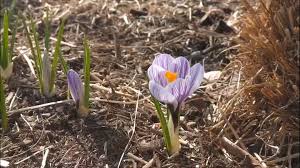 The flowers are either solitary or umbles of up to 4 flowers, blooming in early spring, right after the peony. Flowers Bloom And Snow Melts As Spring Arrives 12newsnow Com