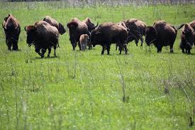 The midewin national tallgrass prairie is a tallgrass prairie reserve and united states national grassland operated by the united states for. U S Forest Service Midewin National Tallgrass Prairie Facebook