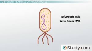 eukaryotic and prokaryotic cells similarities and differences