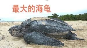 最大的海龟 棱皮龟 animals turtle