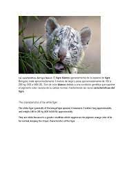 Libros tigre blanco gratis : Las Caracteristicas Del Tigre Blanco Traducciones Aplicacion Movil
