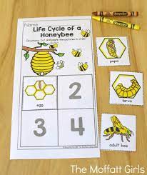 Summer Review Packets Bee Activities Life Cycles Preschool Bee Life Cycle
