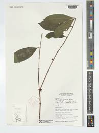 Image result for Tricalysia pallens