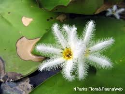 Image result for Nymphoides brevipedicellata