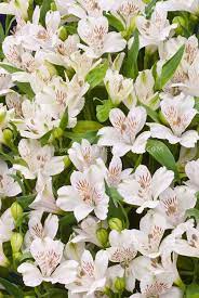 Pin By Maureen On Art White Flowers Flower Stock Photography Alstroemeria