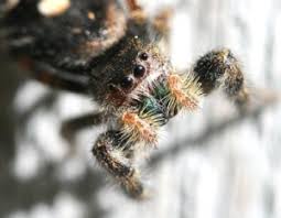 The markings can range from white to cream to yellow and the body is a. Jumping Spider Bugwoodwiki