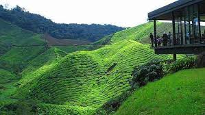 Suhu malam di cameron highlands. Tempat Menarik Di Cameron Highland Pahang Tripjalan