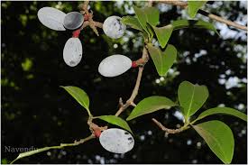 Image result for Beilschmiedia michelsonii