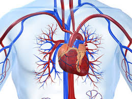 Nadia Tayeb Boudjemaa