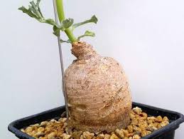 Image result for Pterodiscus aurantiacus