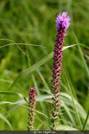 Image result for Pycnostachys schliebenii