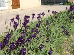 Comme à chaque année, il nous fait plaisir de vous accueillir, mais surtout en cette période si particulière. Outils De Jardinage Tondeuse D Occasion Toute La France Page 5 Leboncoin