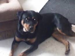 The dogs were known in german as rottweiler metzgerhund, which means rottweil butchers dogs, because their main use was to pull. Rottweiler Puppies In Michigan