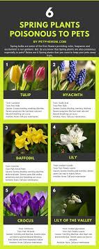 We did not find results for: 6 Spring Plants Poisonous To Pets Spring Plants Plants List Of Flowers
