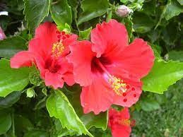 Bouquet di roselline bianche, fucsia e fiorellini gialli €47.00 €39.95. Hibiscus Wikipedia