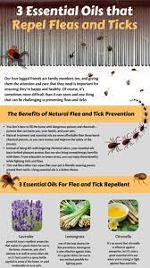 Essential Oils For Bug Control Essential Oils Essential Oils For Bugs Oils