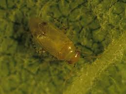 Image result for Campylospermum vogelii