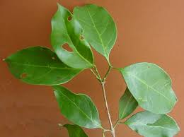 Image result for Triainolepis sancta