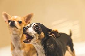 Content updated daily for train dog barking How Do I Get My Chihuahua To Stop Barking Patchpuppy Com