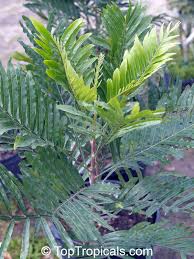 Image result for Filicium decipiens