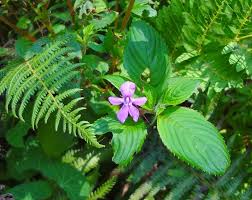 Image result for Impatiens zombensis