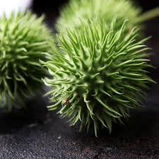 Image result for Cucumis hirsutus