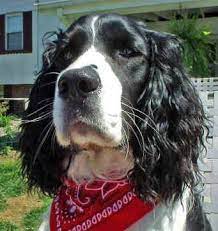 Springer Spaniel Rescue California English Springer Spaniel Puppy Springer Spaniel Springer Spaniel Puppies